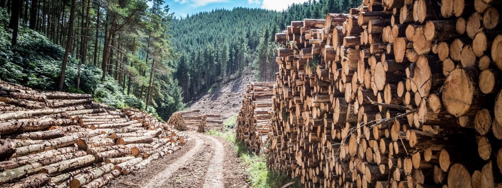 Photograph of harvested timber at Egger site at roadside ready for collection.