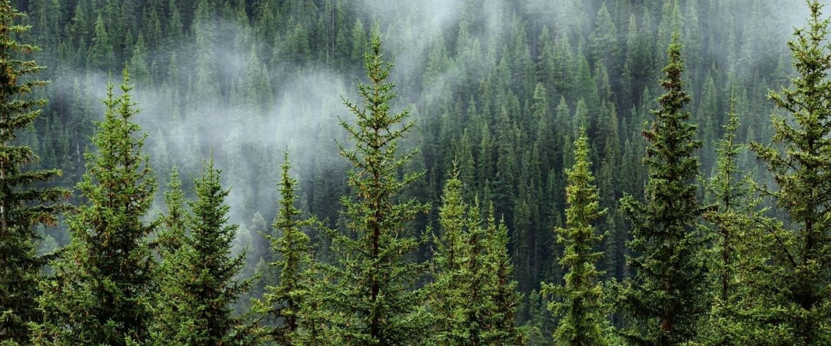 Photograph of tops of trees in a forest.