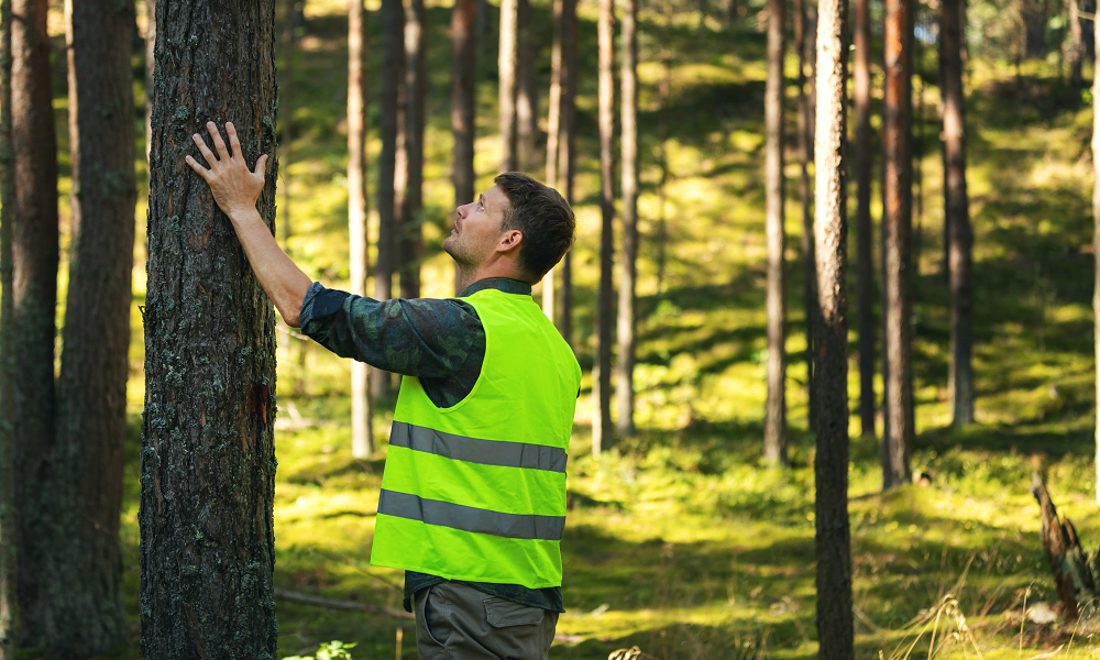 Image of lone working forester inspecting tree.