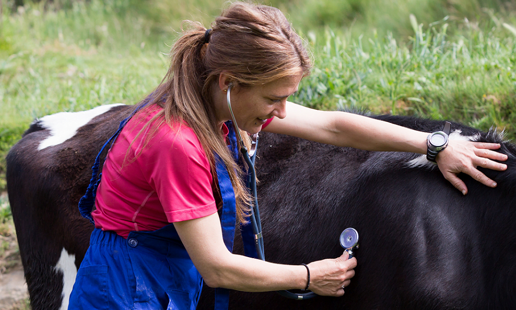 Photo of a lone working female veterinary surgeon inspecting a cow in a field.