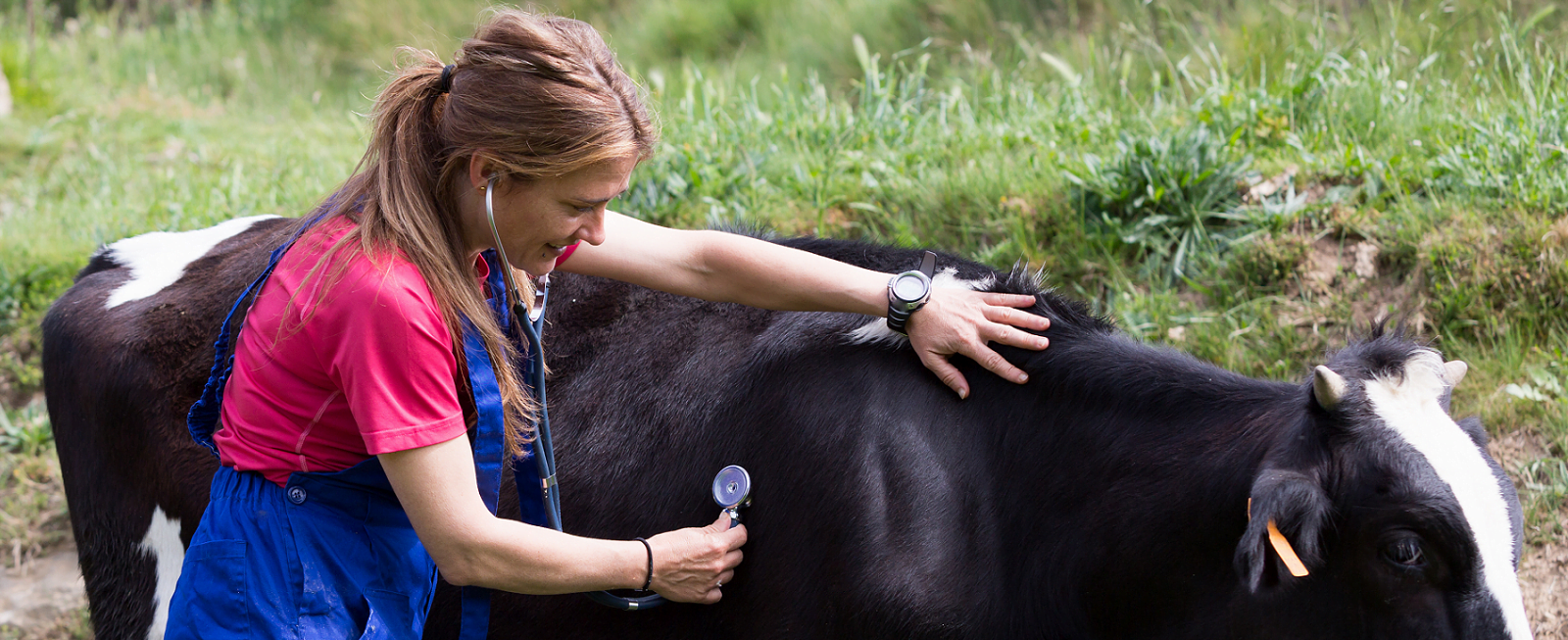 Photo of lone working female veterinary surgeon inspecting a cow in a field.