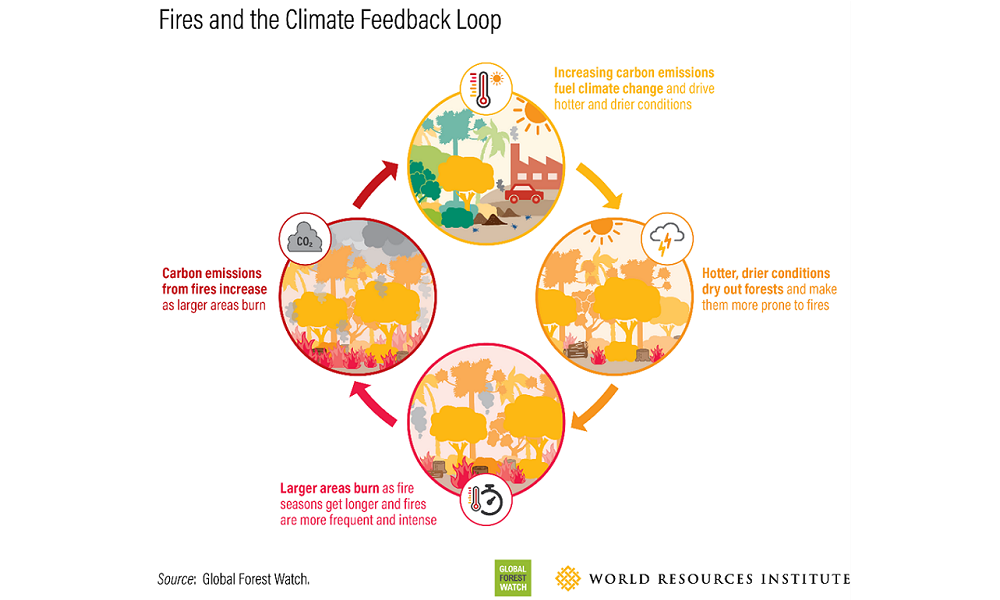 Illustration of the Fires and Climate Feedback Loop which explains how hotter, drier conditions increase wildfires, which increases carbon emissions, which fuel climate change.