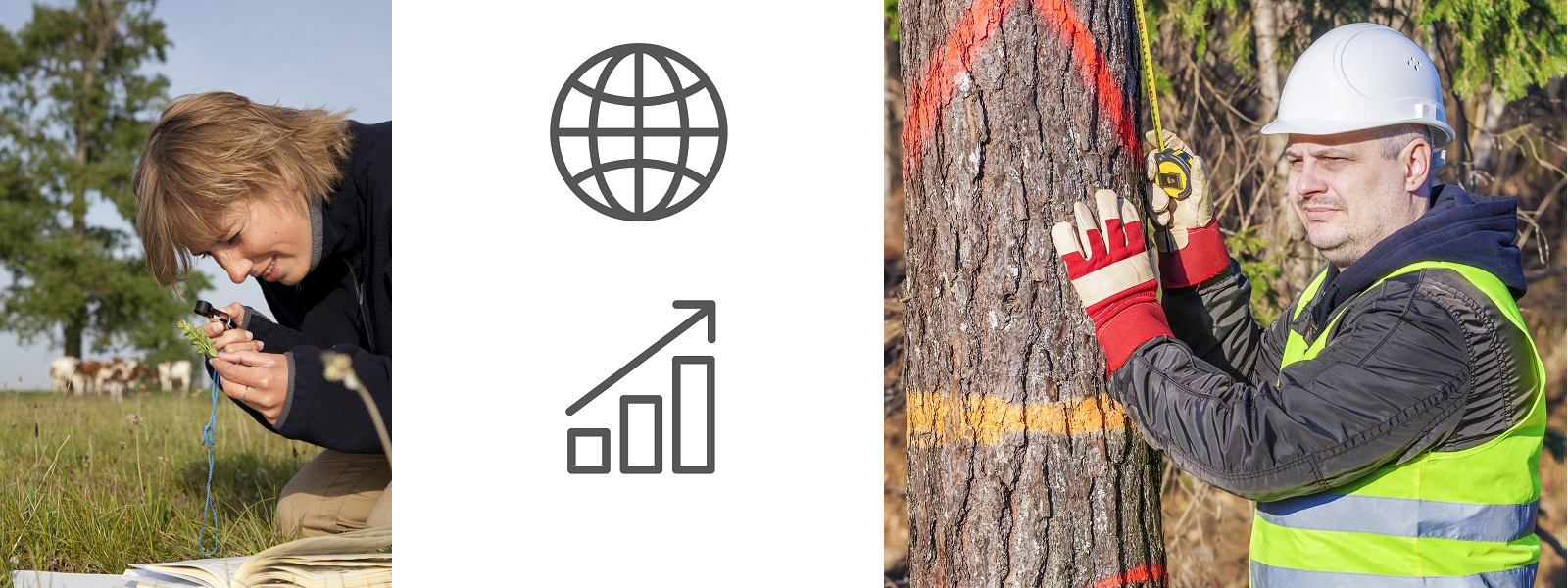 Montage image of a lone working ecologist, a lone working forester, an illustration of a globe and an increasing bar chart to represent the global growth in lone working.